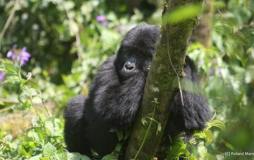Gorilla Trekking Tour - 6 Tage
